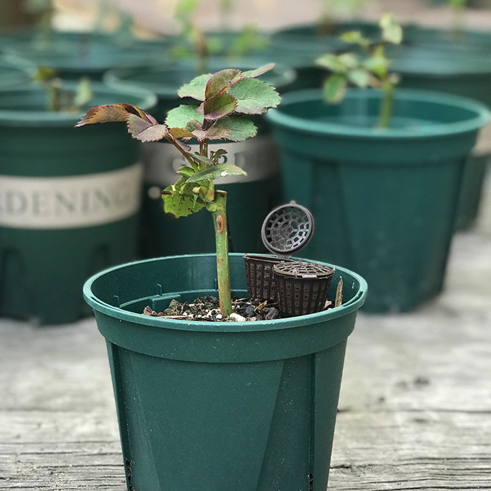 Bonsai Garden Plants - 20 unidades de cestas de plástico