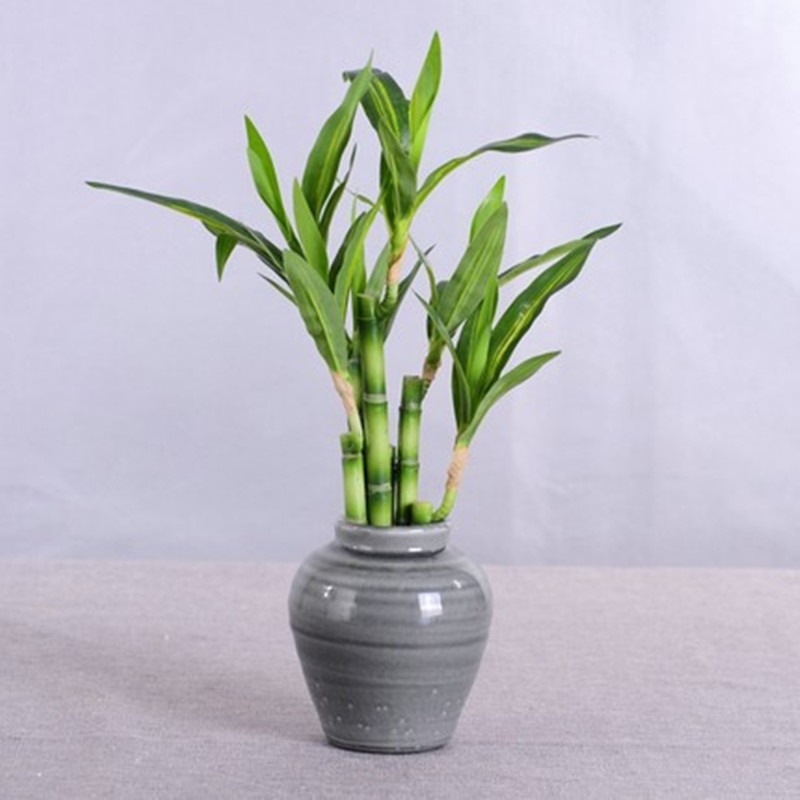 Nueva Planta Artificial de Bam - Bonsai Garden Bench reseña y precio