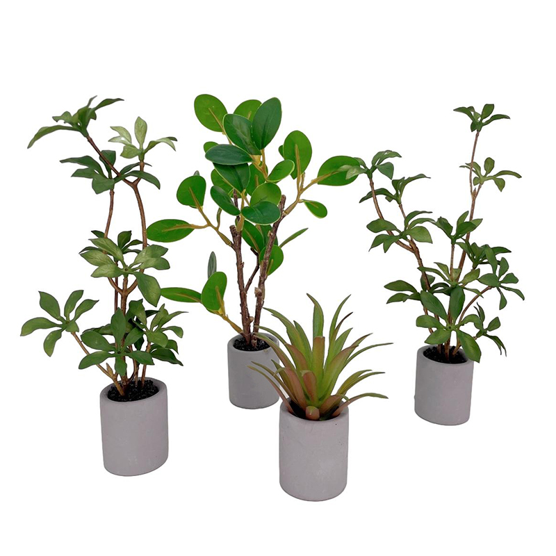 Planta en maceta en miniatura  - Bonsai Garden Plants reseña y precio