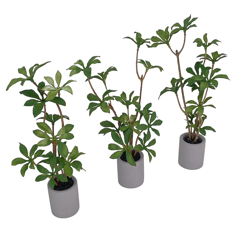 Planta en maceta en miniatura  - Bonsai Garden Plants reseña y precio