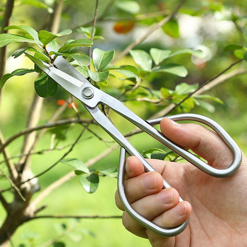 Tijeras de hojas tiernas, herr - Bonsai Garden Knife reseña y precio
