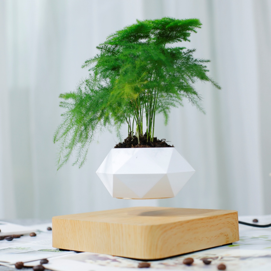 Maceta de bonsái con efecto de - Bonsai Garden For Desk reseña y precio
